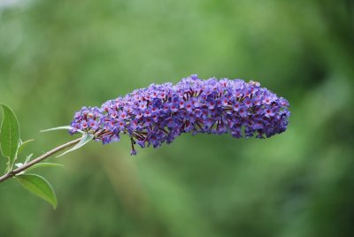 Buddleya alternifolia - komule střídavolistá - květenství